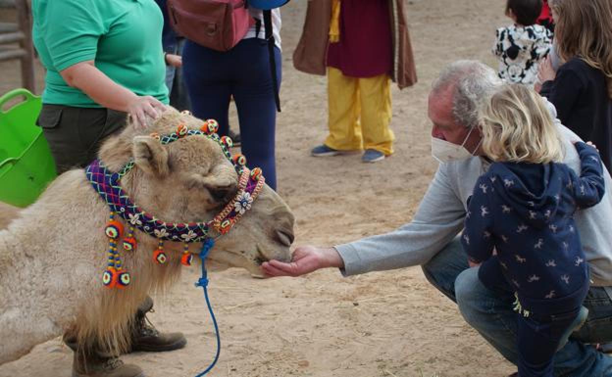 Una pequeña y su padre, con un camello de la granja del Oasis Wildlife en el barranco de Goroy. 