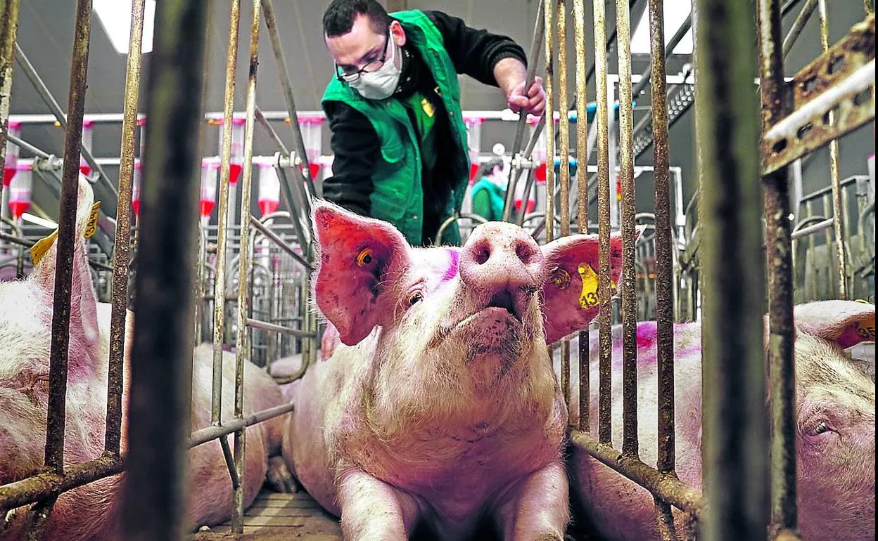 Granja para cría de porcino inaugurada el pasado verano en Teruel. Alberga 3.500 cerdas que empezarán a parir antes de dos semanas. 