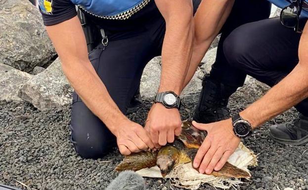 La Policía Local de Arrecife rescata en el mar a una tortuga herida y con signos evidentes de desnutrición