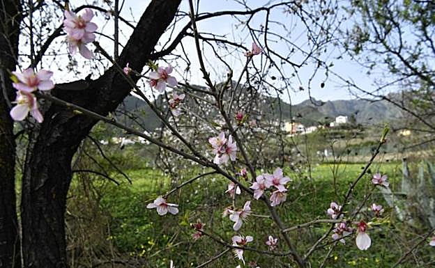 1El Roque Bentayga al fondo de la imagen. 