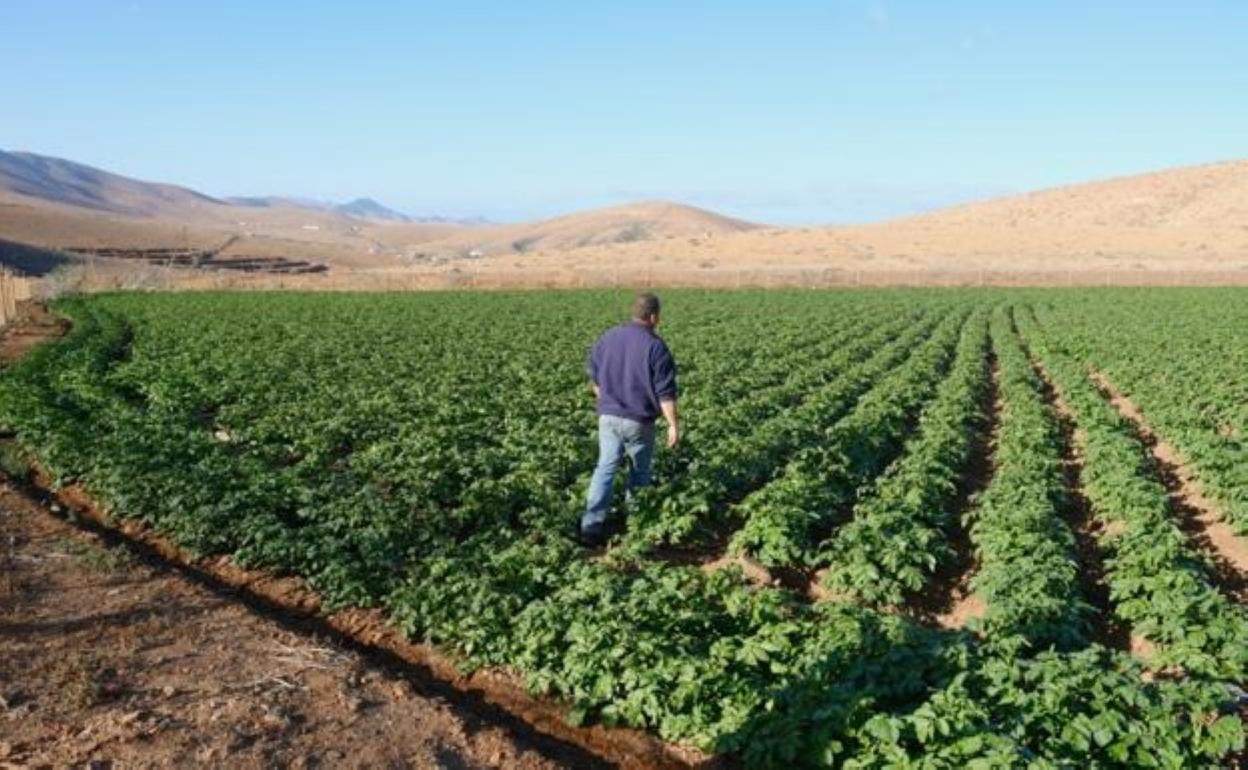 Plantación de papas en Toto, en el municipio de Pájara. 