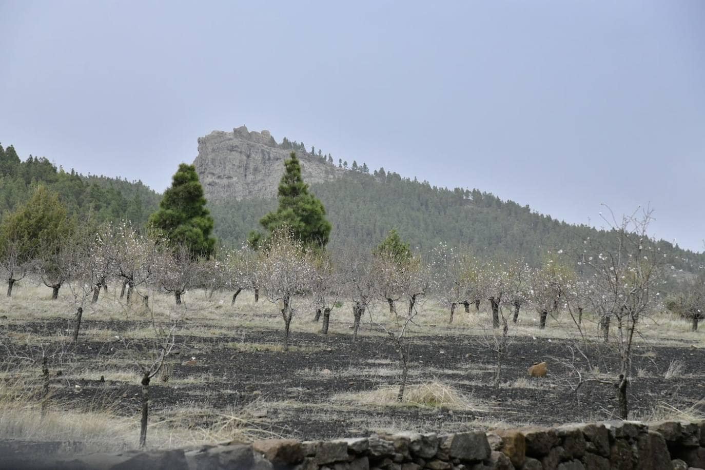 Fotos: Granizo, calima y tormentas en la cumbre de Gran Canaria