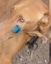 Imagen secundaria 2 - Rescatan a 44 perros en condiciones pésimas en Arucas