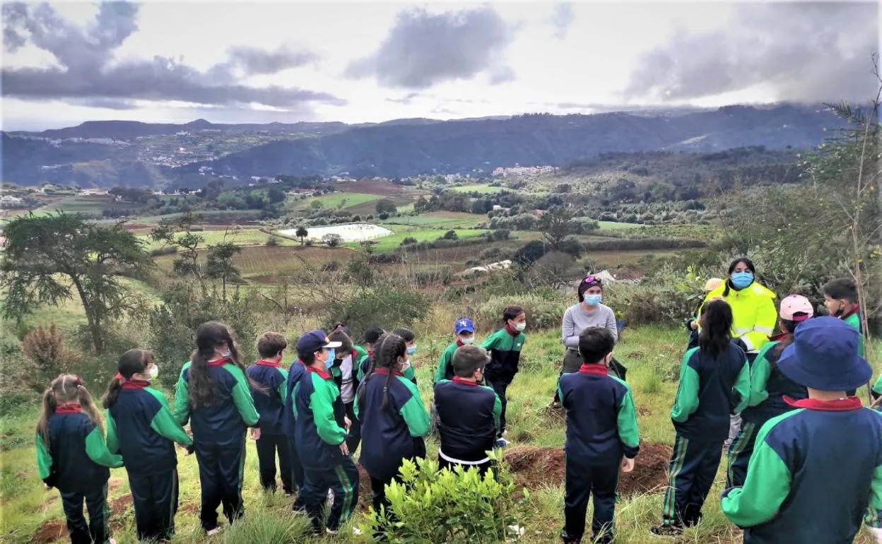 El proyecto 'Árboles escolares' se llevará a cabo en Teror y Valleseco. 