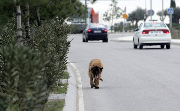 Un perro abandonado vaga junto a la cuneta de una carretera española.