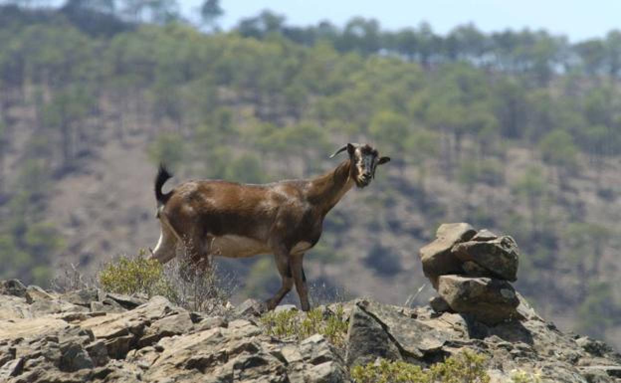 Una cabra asilvestrada en los riscos de un pinar del oeste insular. 