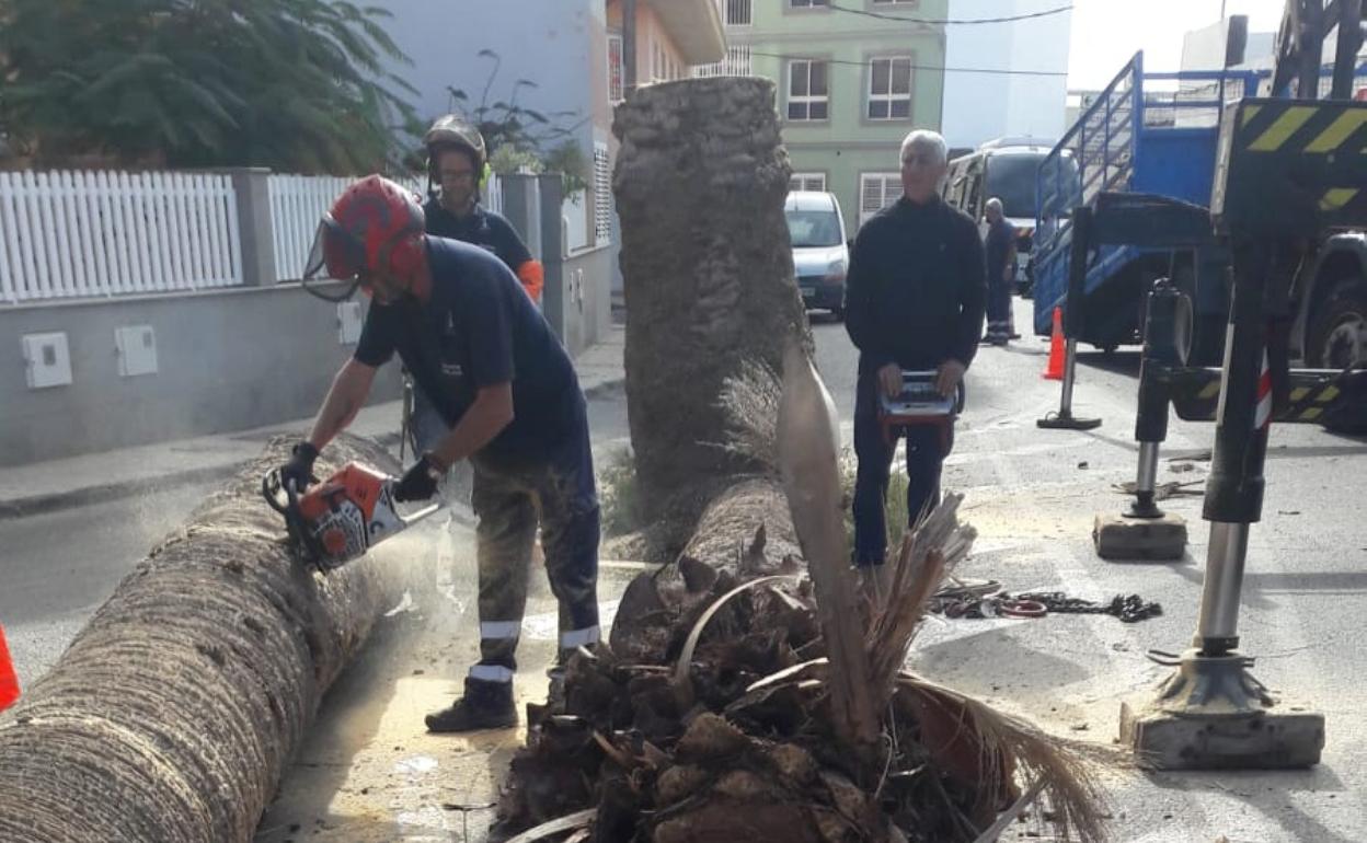 Tareas de talado de la palmera de la calle Carmelo Calderín. 