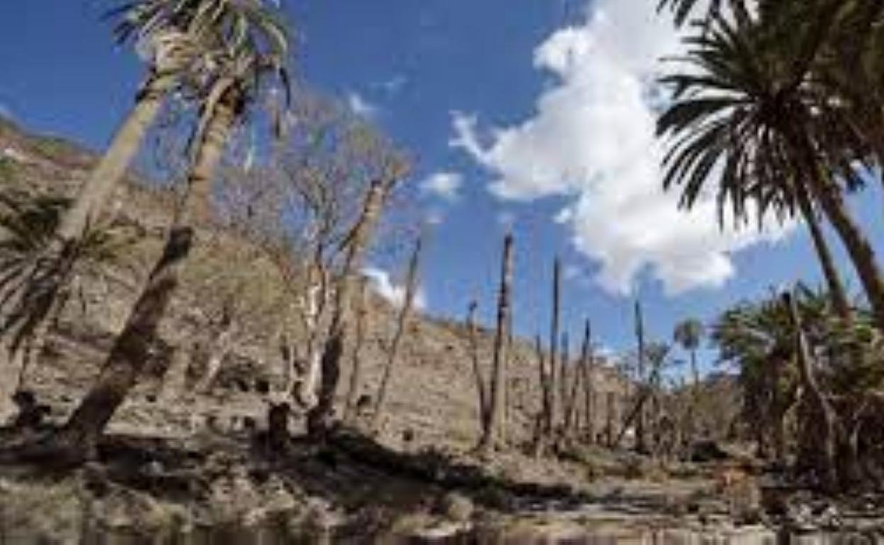 Estado actual del palmeral de la Madre del Agua, cerca de Ajuy. 