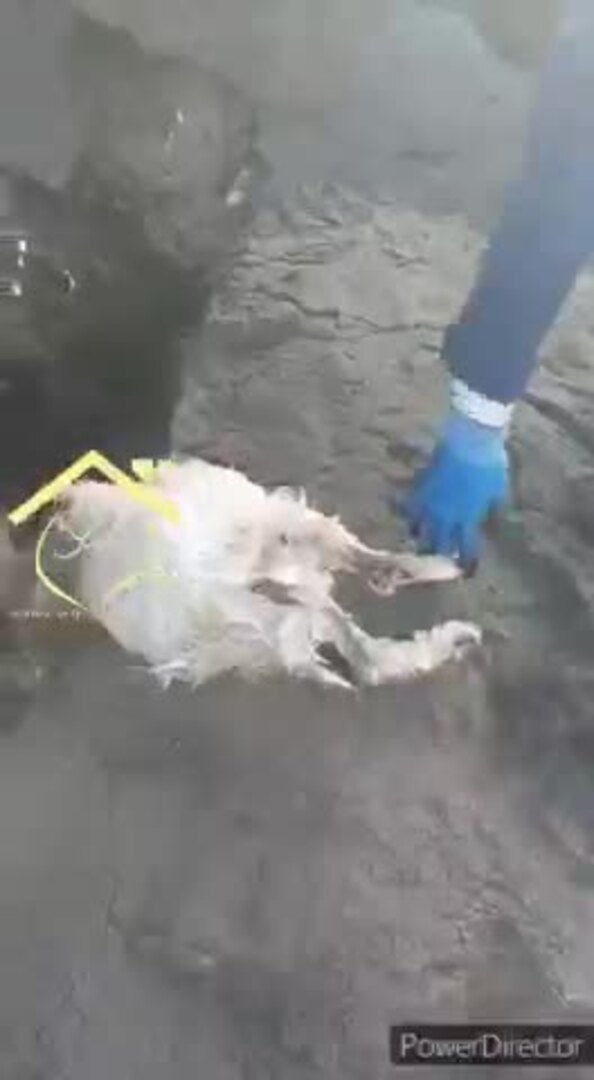 Hallan a un baifo decapitado en Ojos de Garza