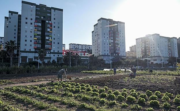 Huertos urbanos para cosechar fidelidad comunitaria