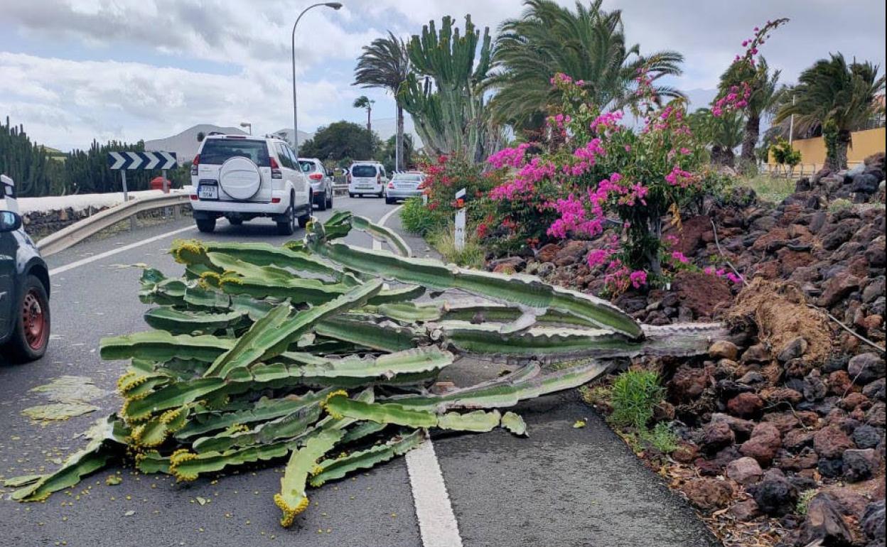 El viento está provocando caídas de especies vegetales que peligran la circulación. 