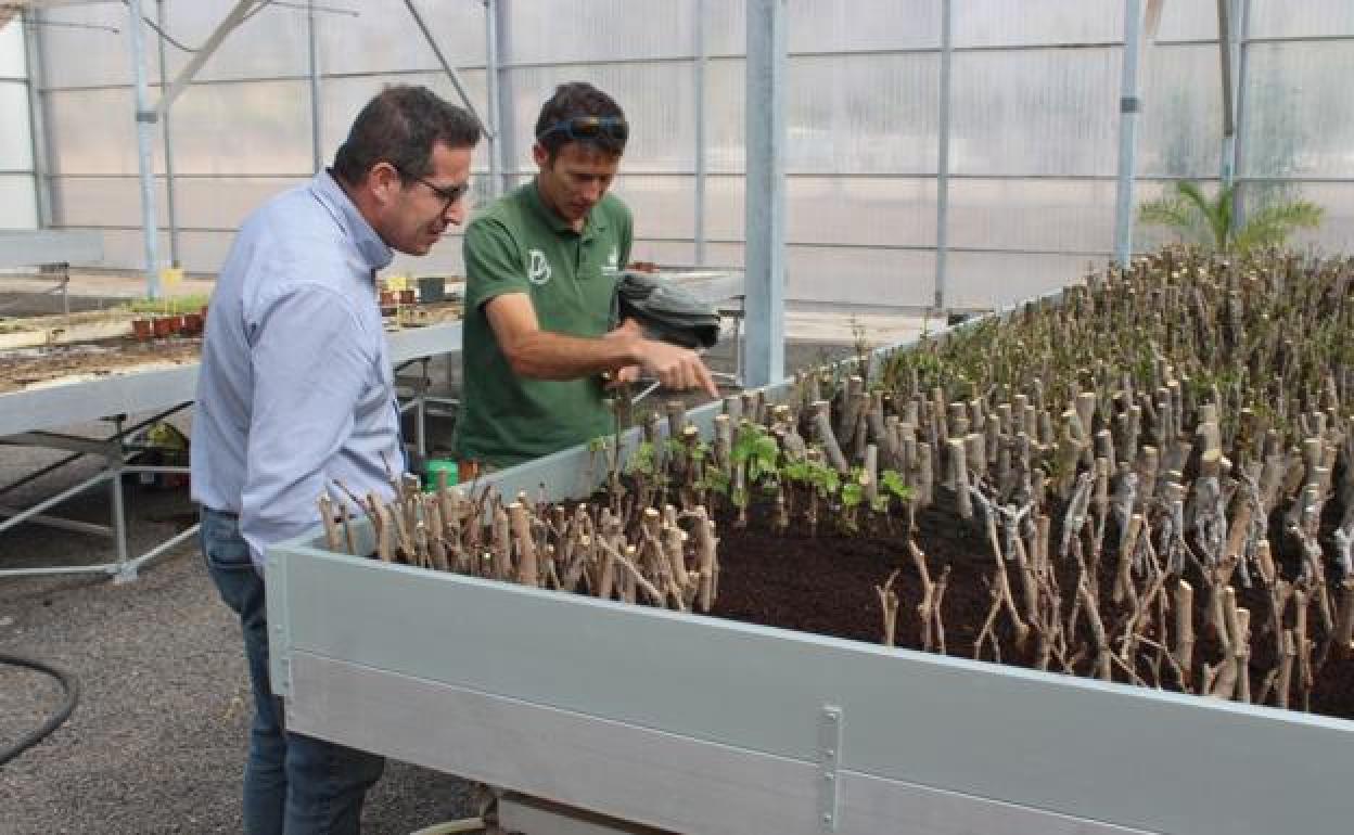 David de Vera, consejero del sector primario, con algunos de los ejemplares a vender a precio reducido a partir de abril. 