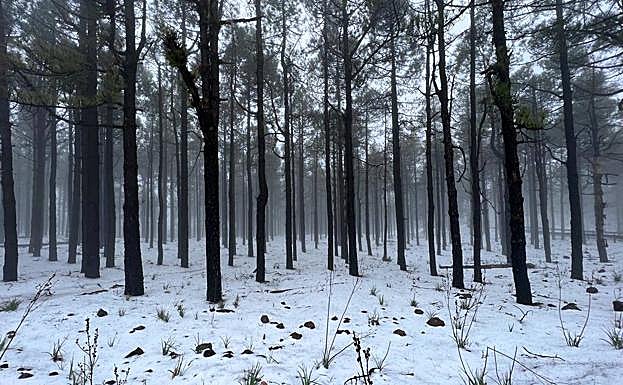 Imágenes de las nevadas que ha dejado la borrasca en la cumbre de Gran Canaria. 
