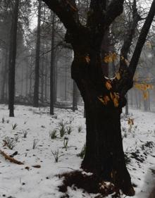 Imagen secundaria 2 - Heladas en la cumbre de Gran Canaria por la borrasca Celia. 