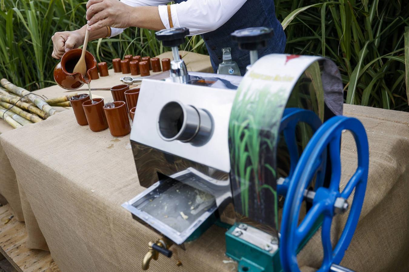 Fotos: Zafra de la caña de azúcar