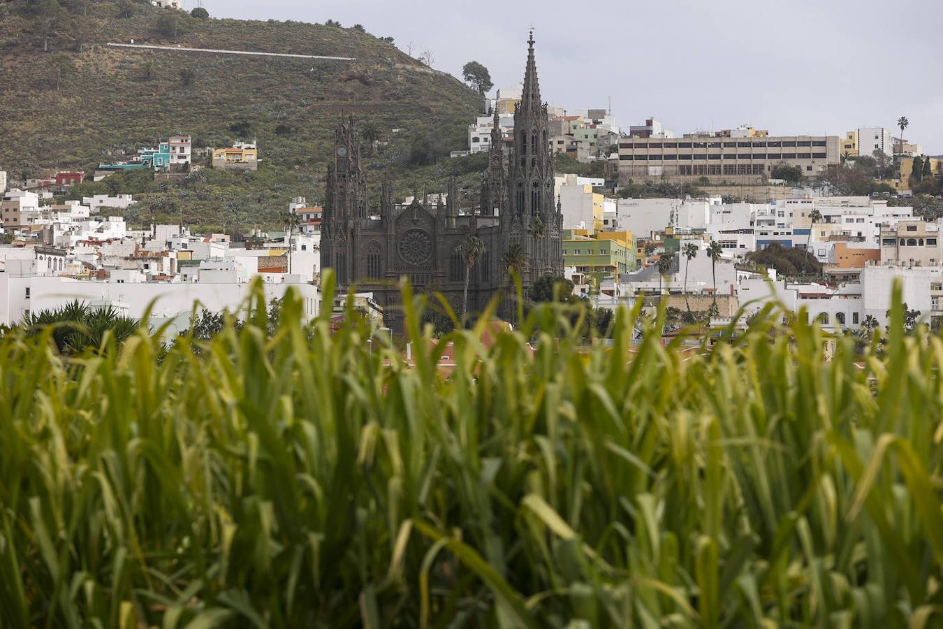 Fotos: Zafra de la caña de azúcar