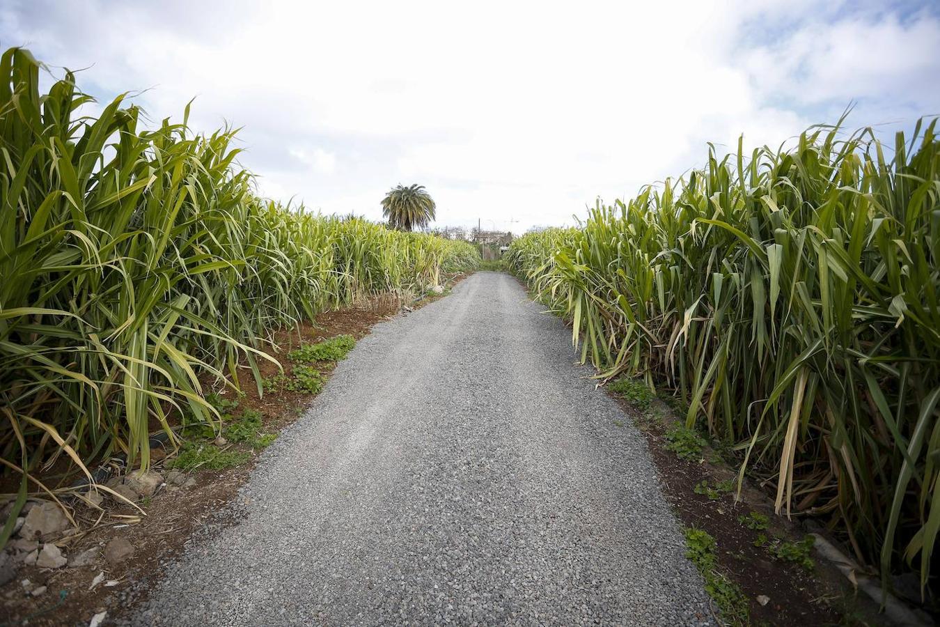 Fotos: Zafra de la caña de azúcar