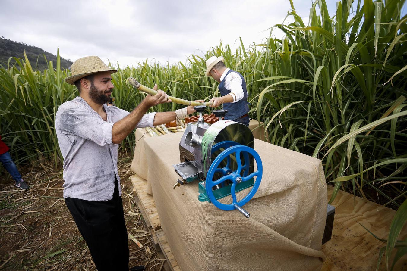 Fotos: Zafra de la caña de azúcar