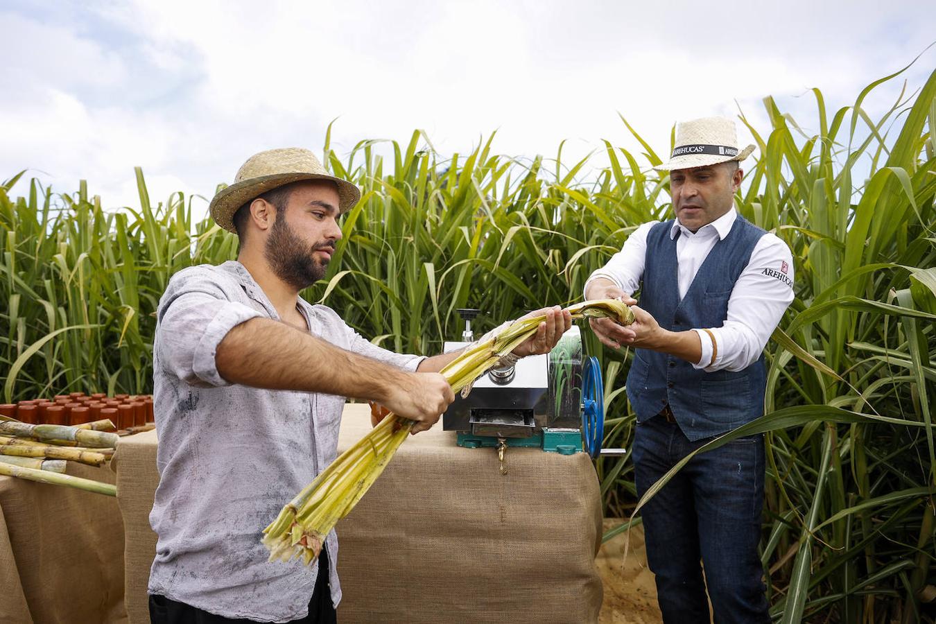 Fotos: Zafra de la caña de azúcar