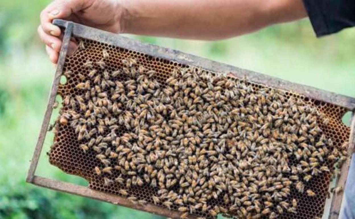 Piden acciones para la protección y recuperación de la abeja negra canaria