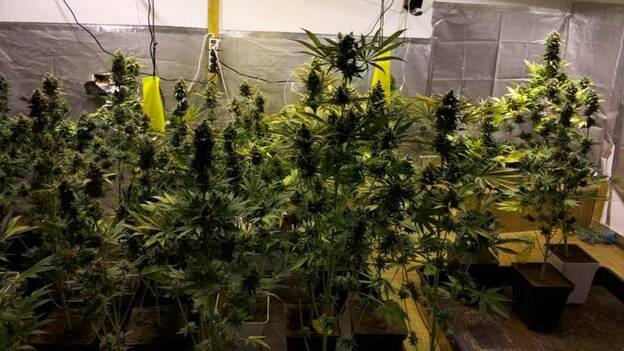 Juzgan a directivos de una asociación tapadera para traficar con marihuana