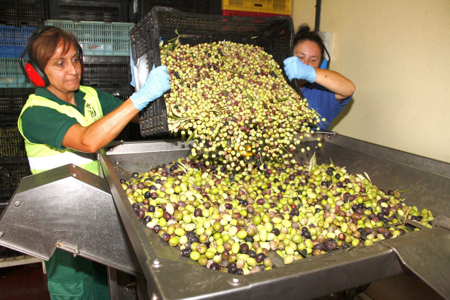 Foto de archivo de la almazara municipal de Agüimes. 