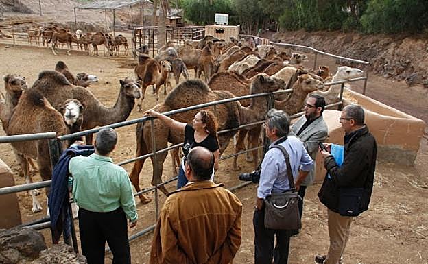 La familia Cabrera abrió la granja hace unos 30 años con cuatro camellos y ahora tiene más de 400. 