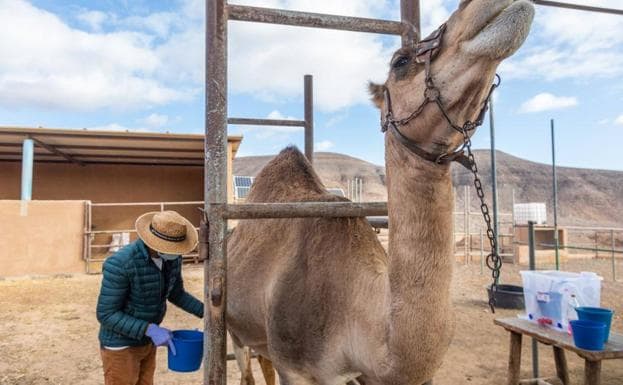 La Leche de camella, un superalimento con sello canario, conquista la gastronomía