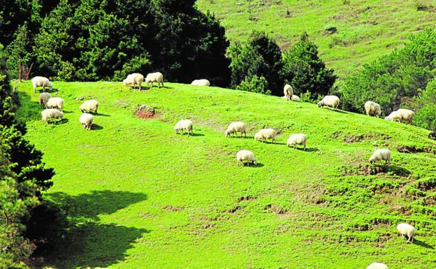 35 pastores optan a 46 suelos con riesgo de incendio y una paga del Cabildo 