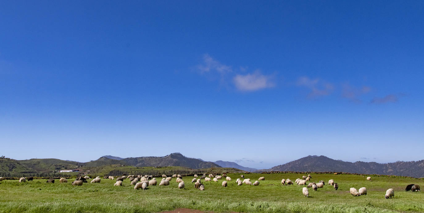 Fotos: Medianías y cumbre de Gran Canaria se tornan verdes