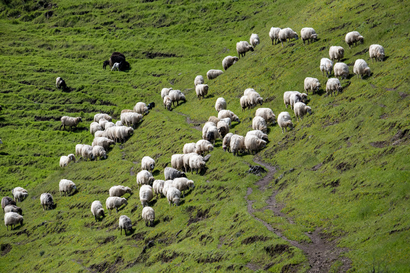 Fotos: Medianías y cumbre de Gran Canaria se tornan verdes