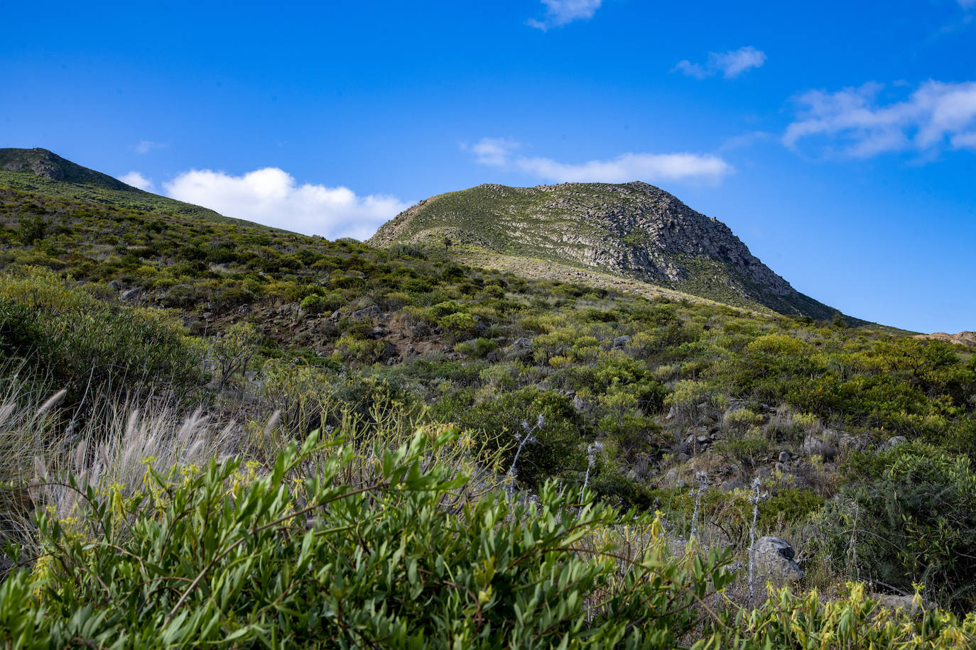Fotos: Medianías y cumbre de Gran Canaria se tornan verdes