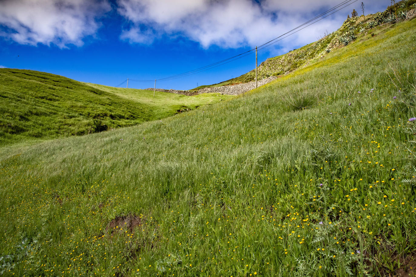 Fotos: Medianías y cumbre de Gran Canaria se tornan verdes