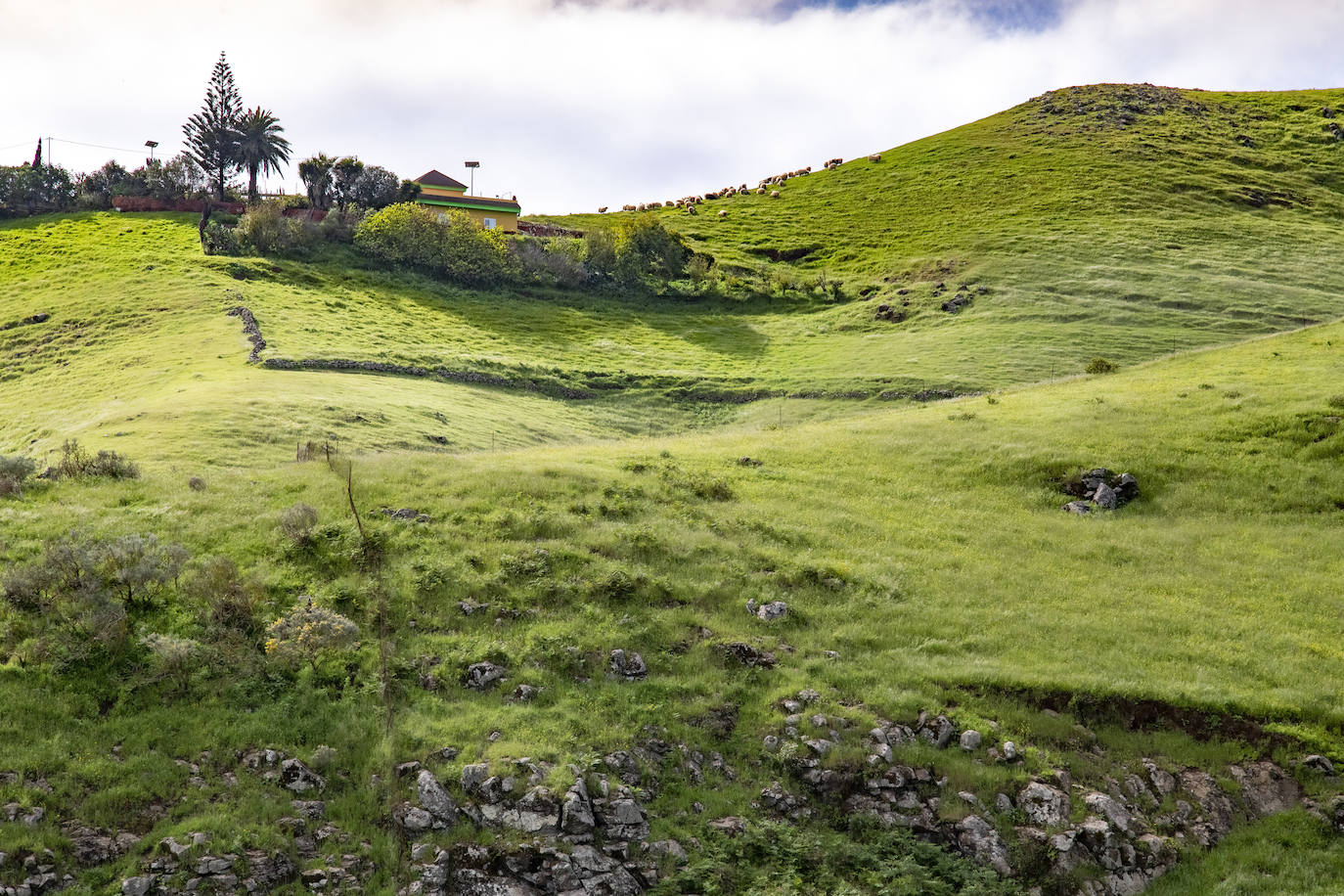 Fotos: Medianías y cumbre de Gran Canaria se tornan verdes