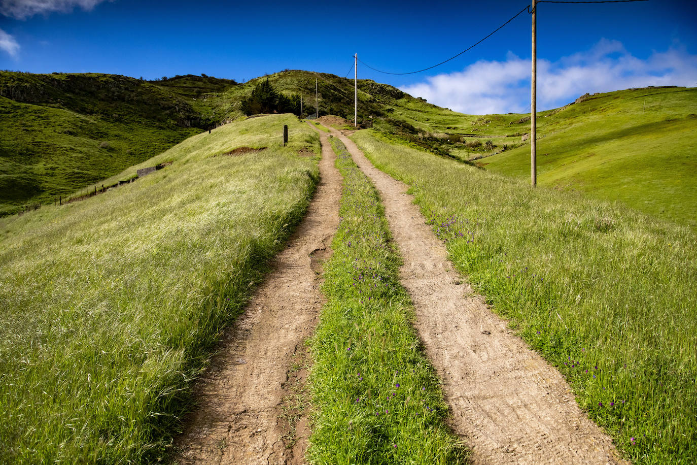 Fotos: Medianías y cumbre de Gran Canaria se tornan verdes