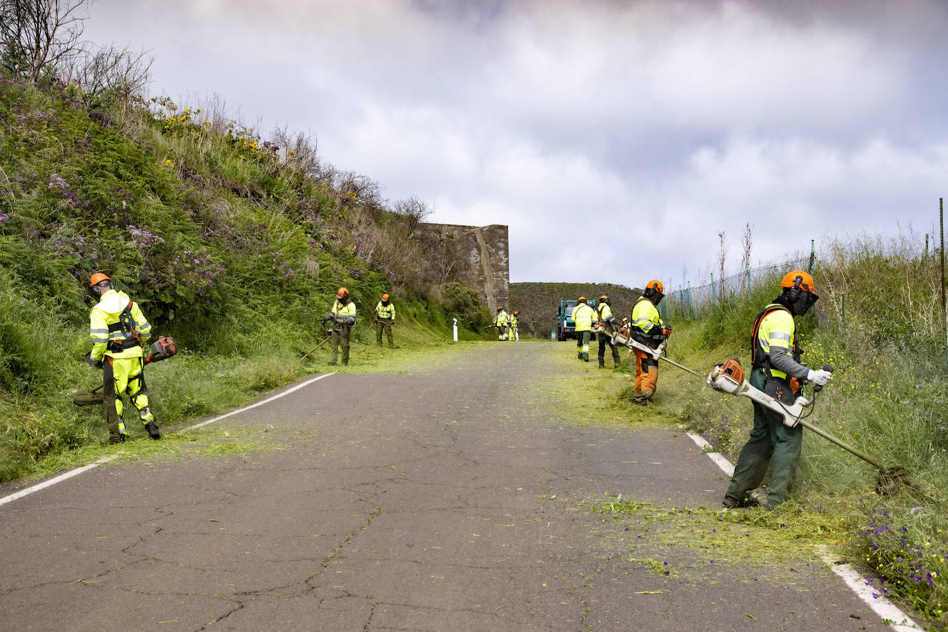 Fotos: Medianías y cumbre de Gran Canaria se tornan verdes