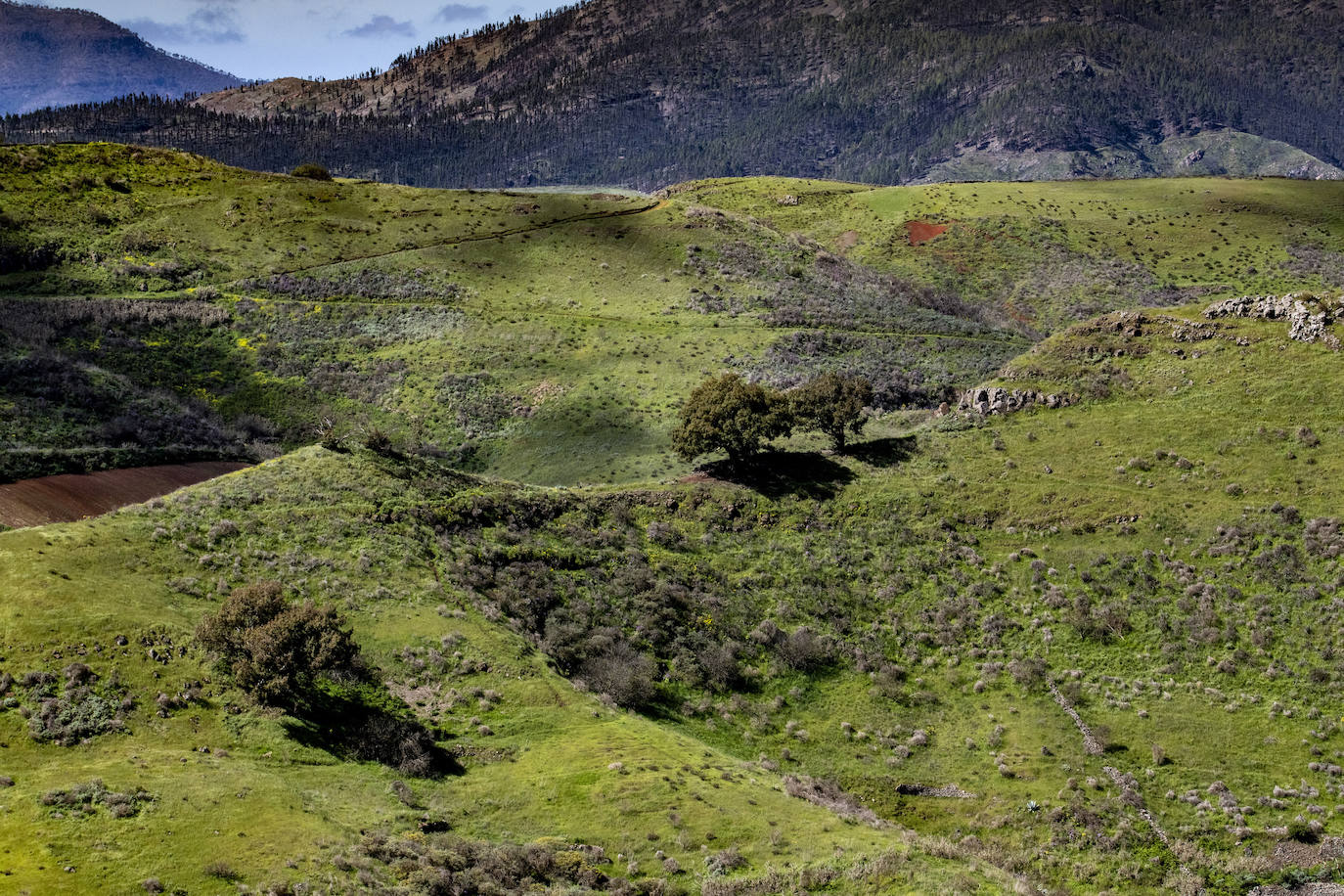 Fotos: Medianías y cumbre de Gran Canaria se tornan verdes