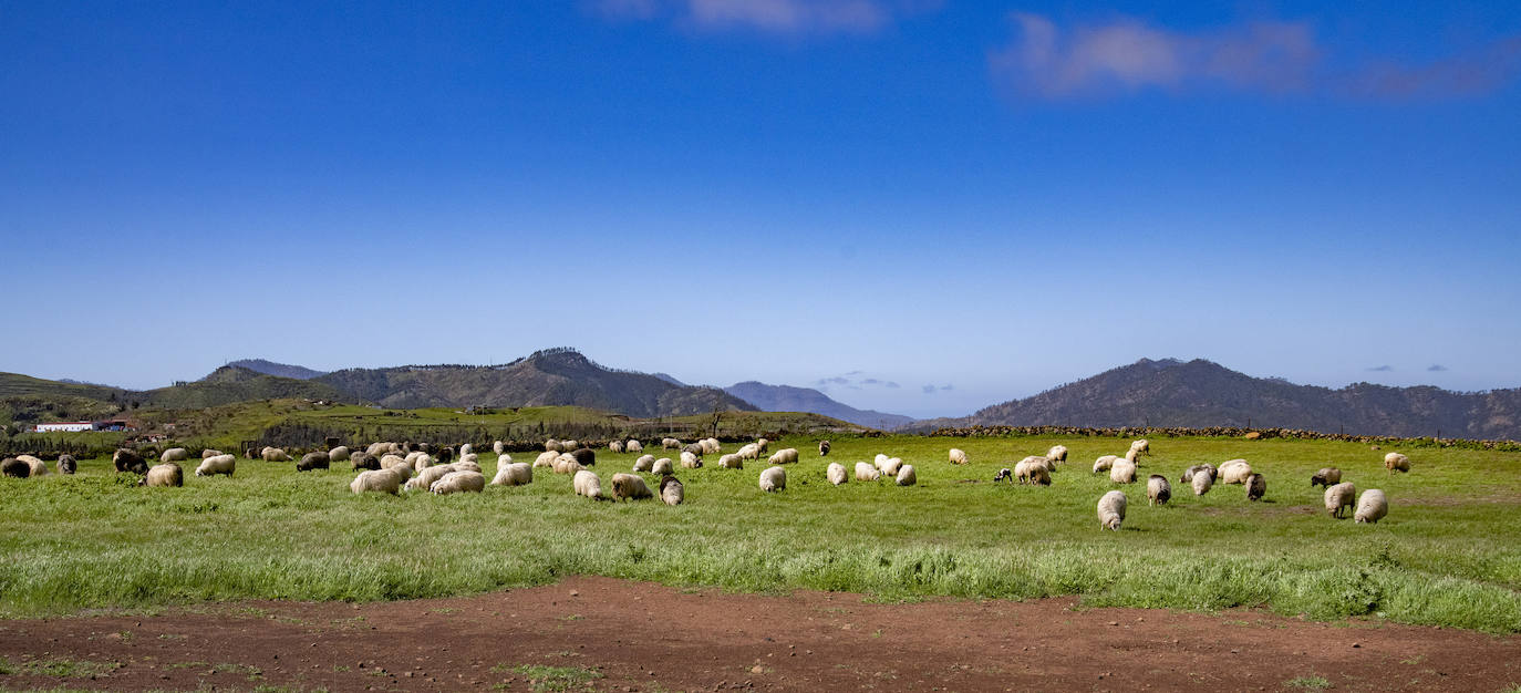 Fotos: Medianías y cumbre de Gran Canaria se tornan verdes