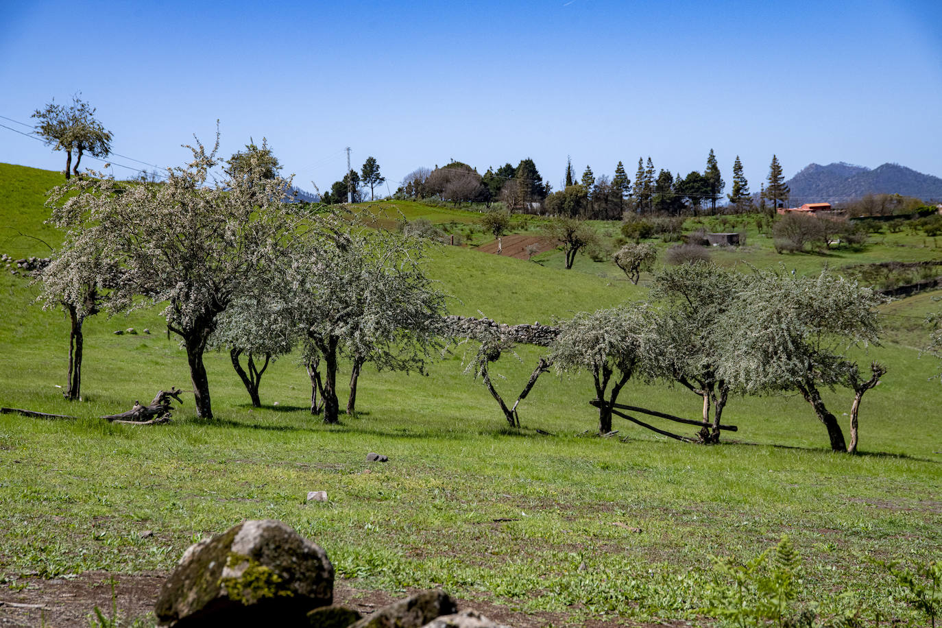 Fotos: Medianías y cumbre de Gran Canaria se tornan verdes