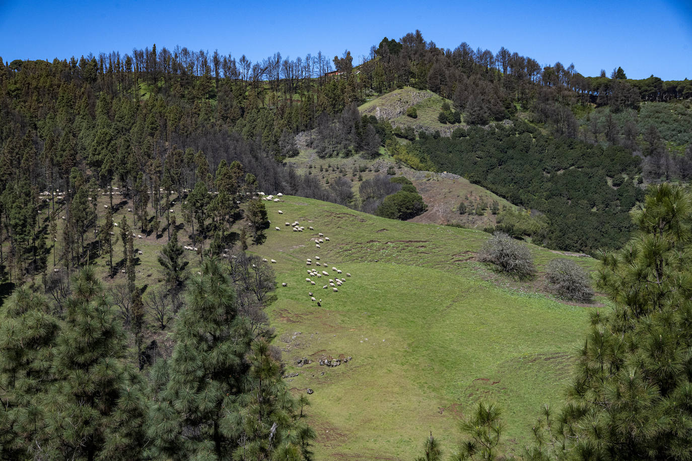 Fotos: Medianías y cumbre de Gran Canaria se tornan verdes
