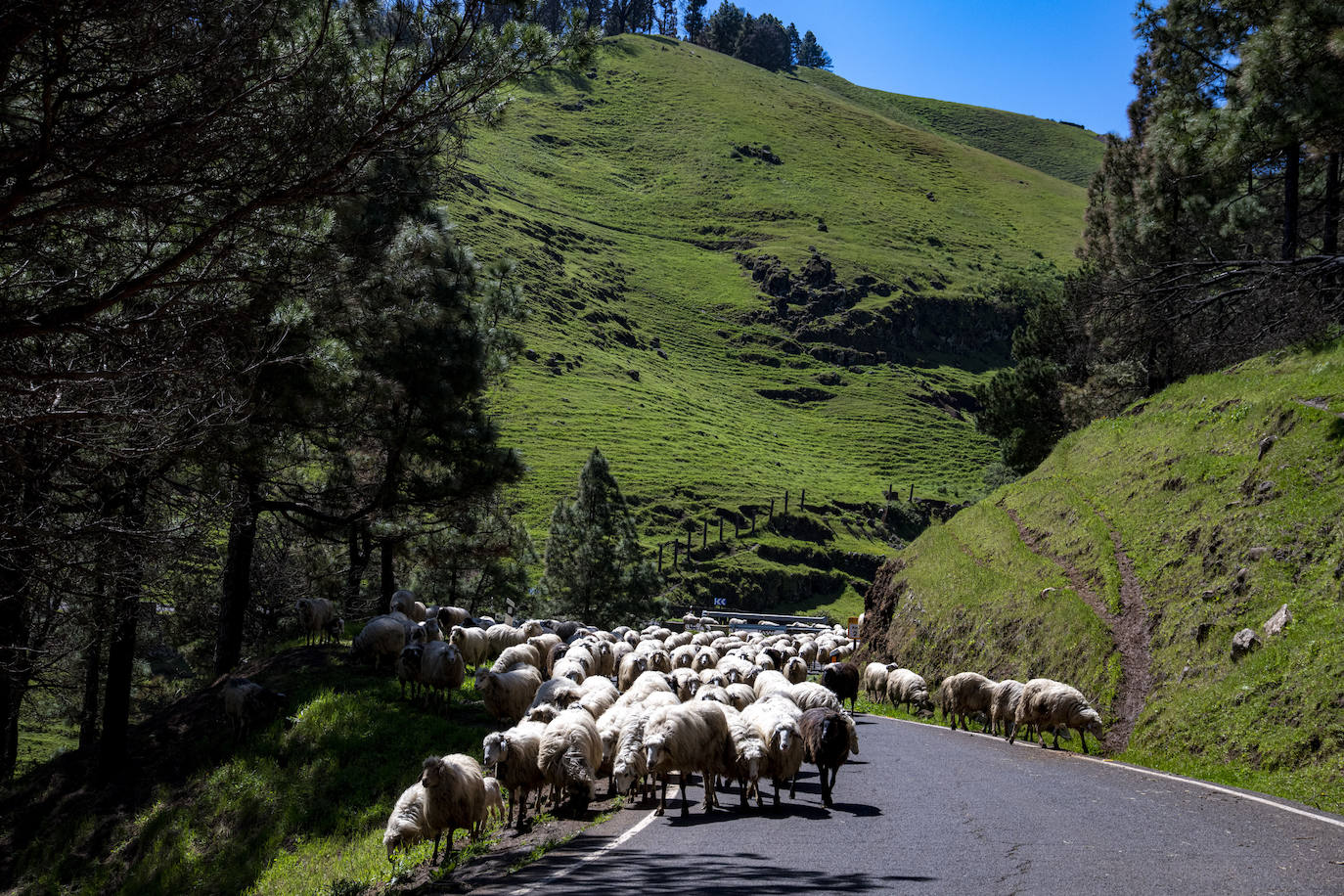 Fotos: Medianías y cumbre de Gran Canaria se tornan verdes