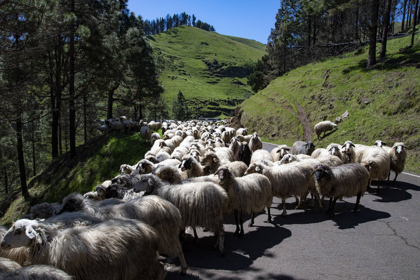 Fotos: Medianías y cumbre de Gran Canaria se tornan verdes