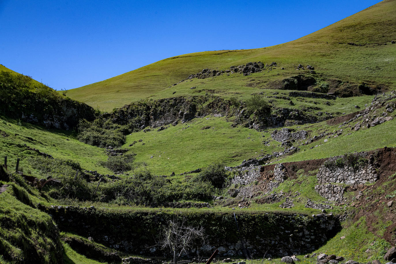 Fotos: Medianías y cumbre de Gran Canaria se tornan verdes