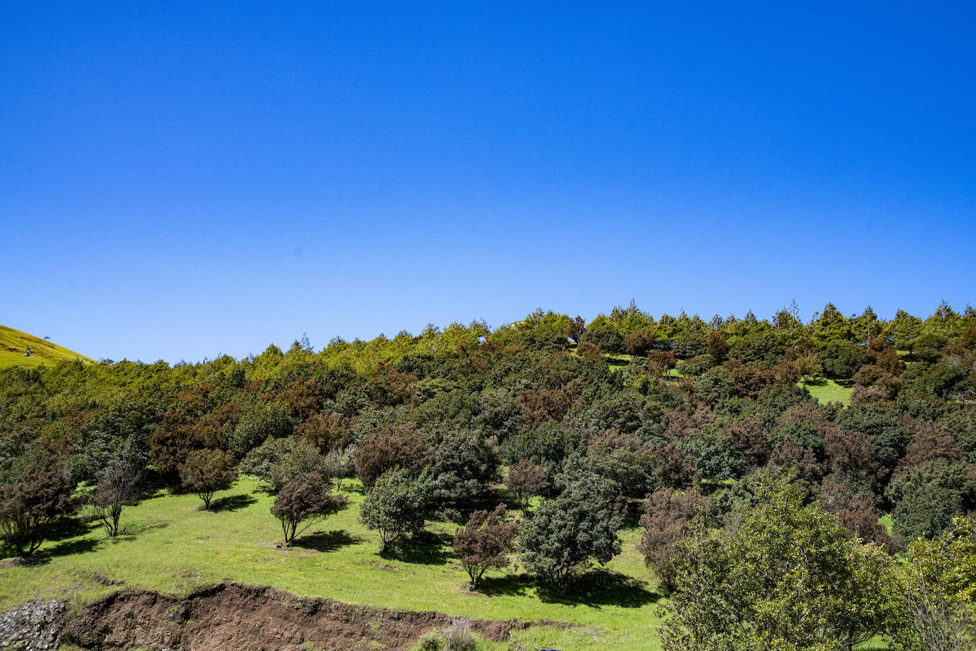 Fotos: Medianías y cumbre de Gran Canaria se tornan verdes