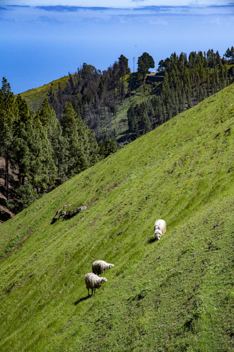 Fotos: Medianías y cumbre de Gran Canaria se tornan verdes