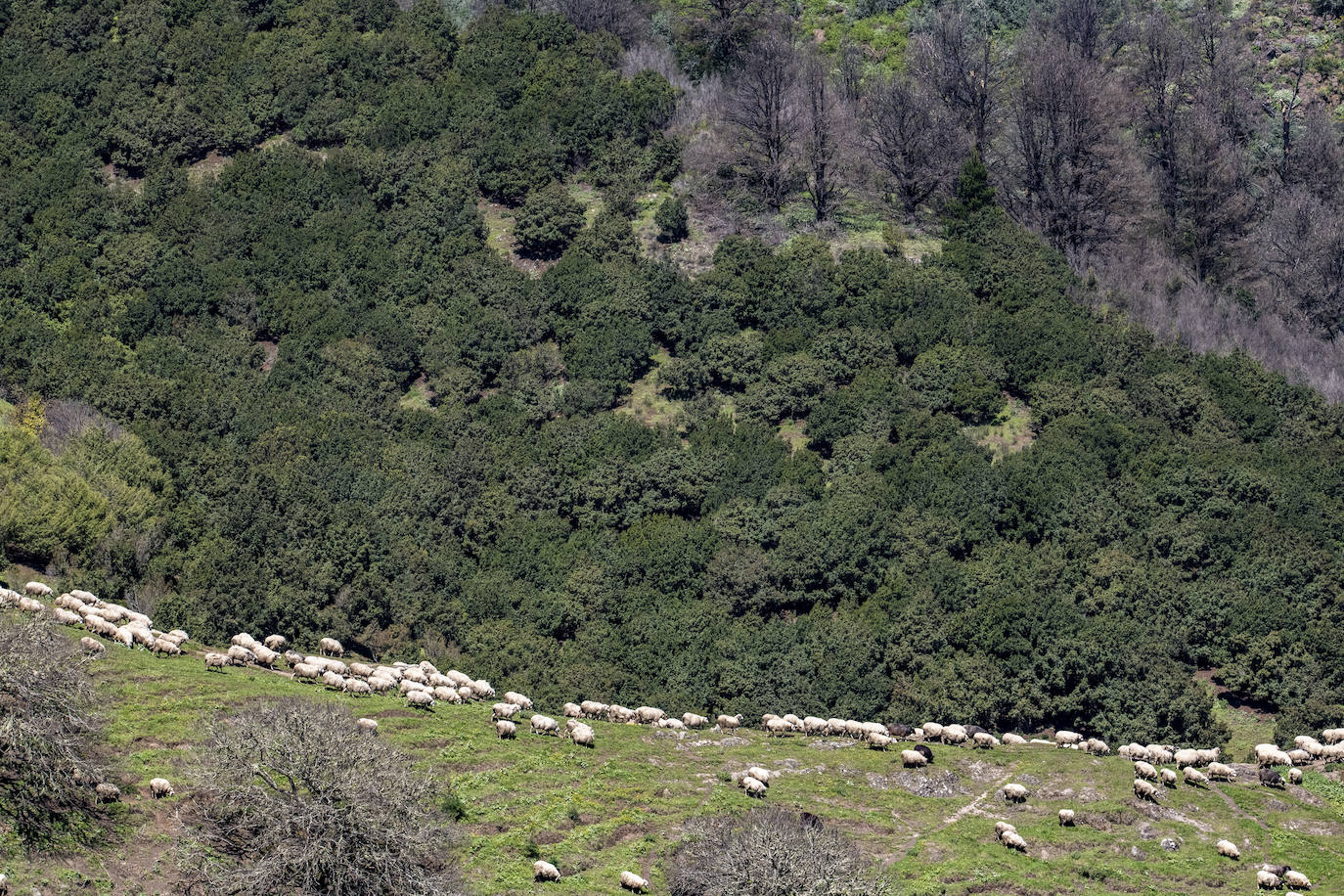 Fotos: Medianías y cumbre de Gran Canaria se tornan verdes