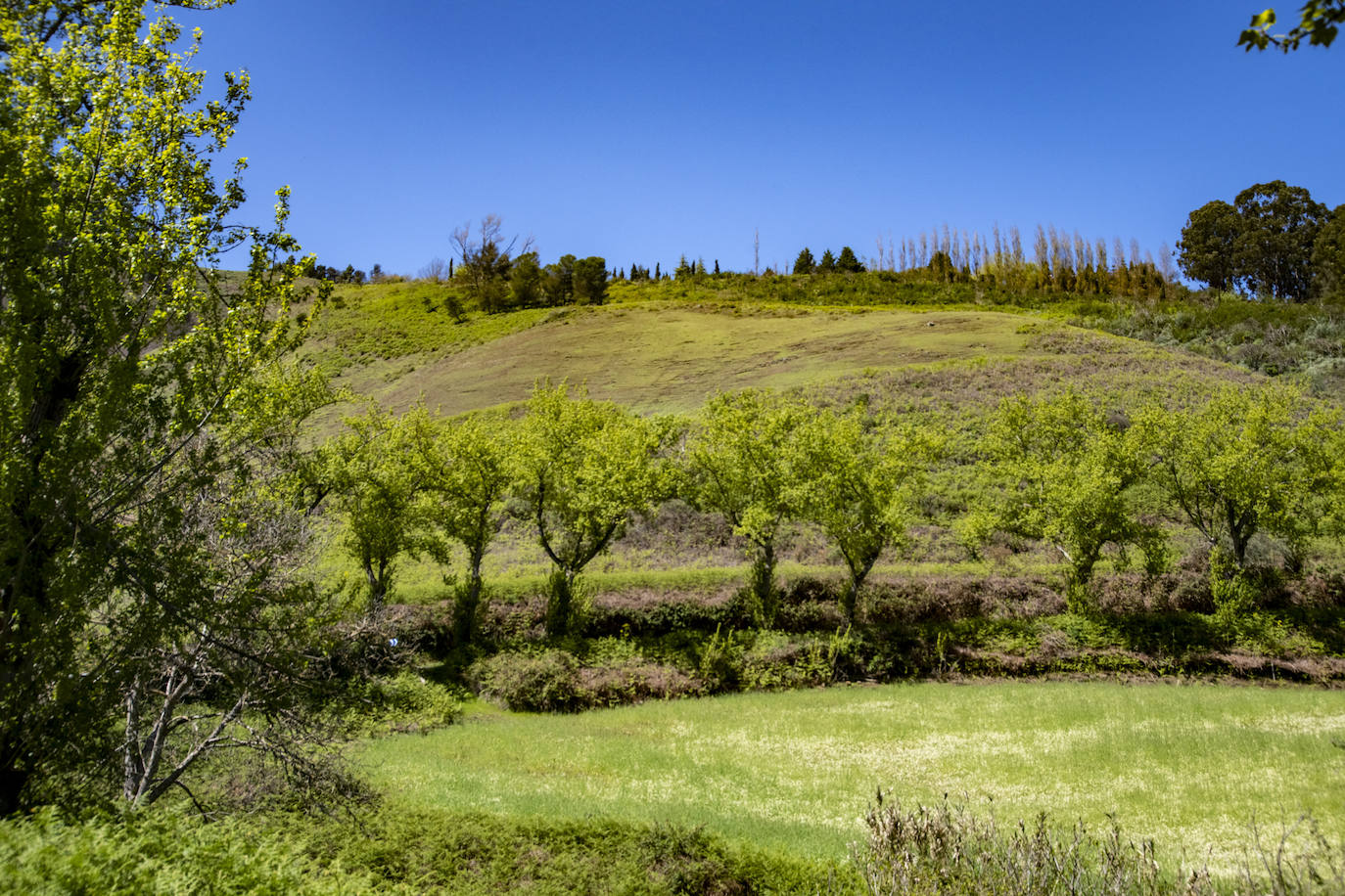 Fotos: Medianías y cumbre de Gran Canaria se tornan verdes