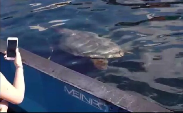 Las tortugas marinas pueden visitarse de nuevo en Fuerteventura