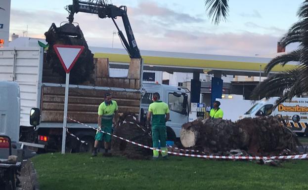 Una palmera canaria menos en El Charco