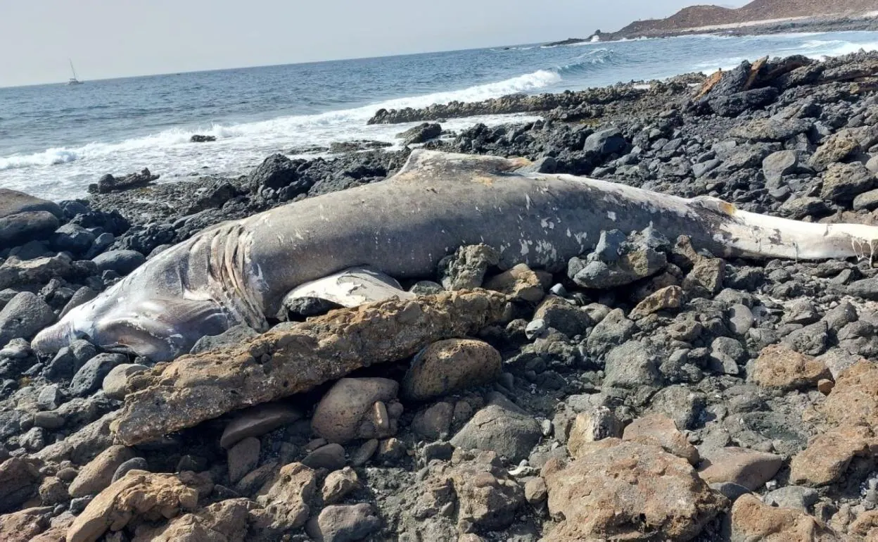 Un tiburón (peregrino) se queda en la isla de Lobos | Canarias7